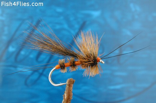 Bird's Stonefly Adult
